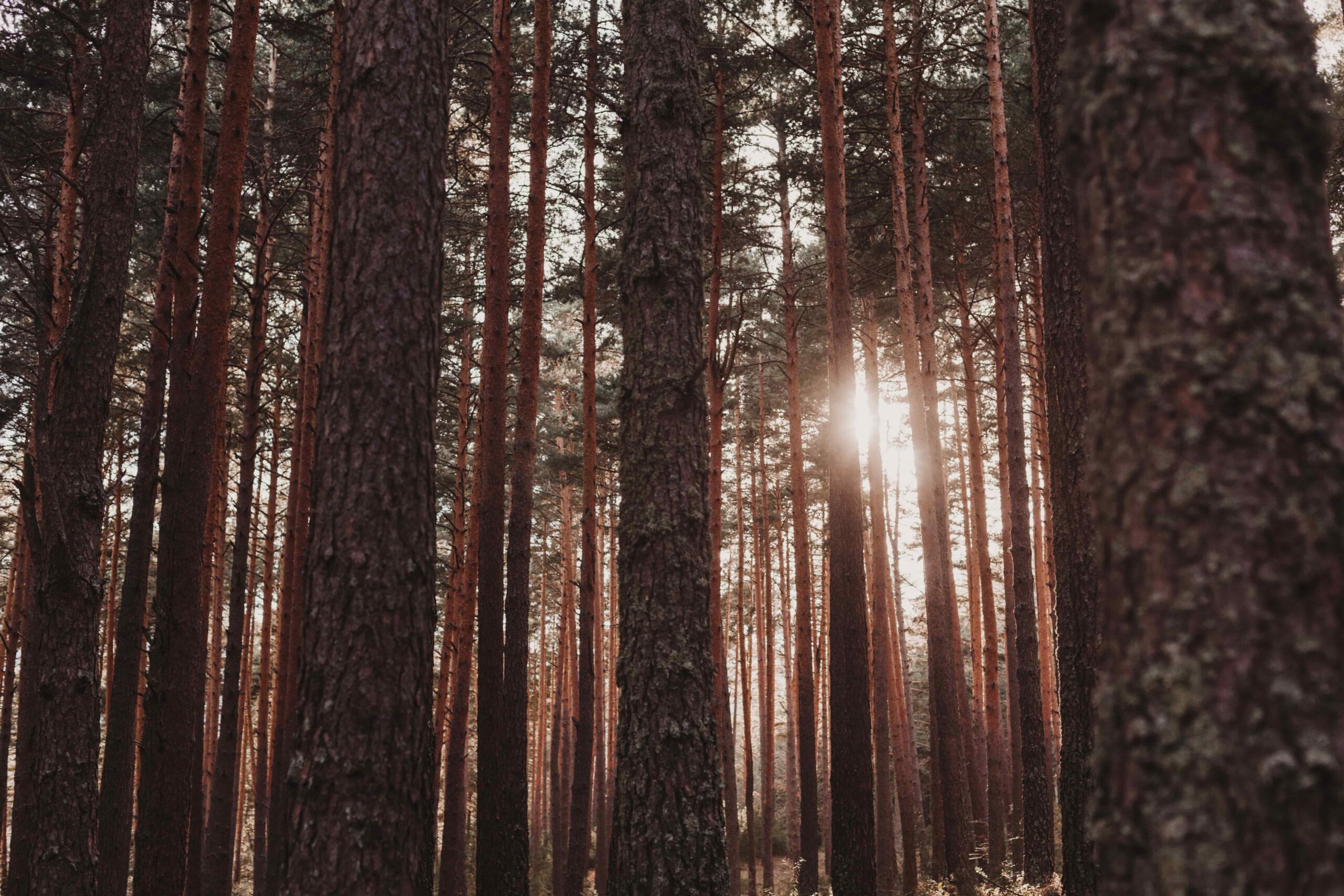 Raieõiguse ost - metsatööd